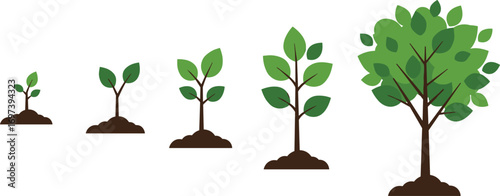 Tree growth stages illustration, plant development sequence, nature growth process, seedling to tree, green leaves growth, environment concept, tree life cycle, nature evolution design