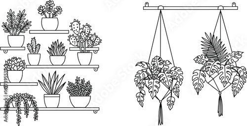 Indoor plants collection with potted succulents, cacti, hanging plants, decorative houseplants on shelves, botanical line art illustration