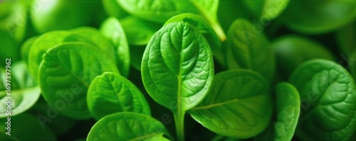 Fresh, vibrant spinach leaves, lush green and ready to be used in your favorite recipes Perfect for salads, smoothies, or saut?ing Close-up shot highlighting texture and color , salad, smoothie