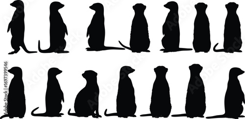 Flat vector illustration of meerkat silhouettes in various poses, standing and sitting, wildlife animal, desert creature, nature, cute, small mammals, isolated black shapes