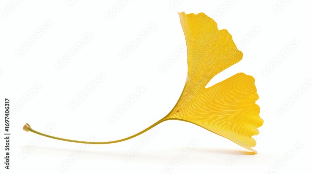 Naklejka premium Studio-Staged Indoor Macro Close-Up of Cut Yellow Ginkgo Leaves: Still Life Plant Shot with White Background, Negative Space & Fresh Natural Vibe for Wallpaper Design