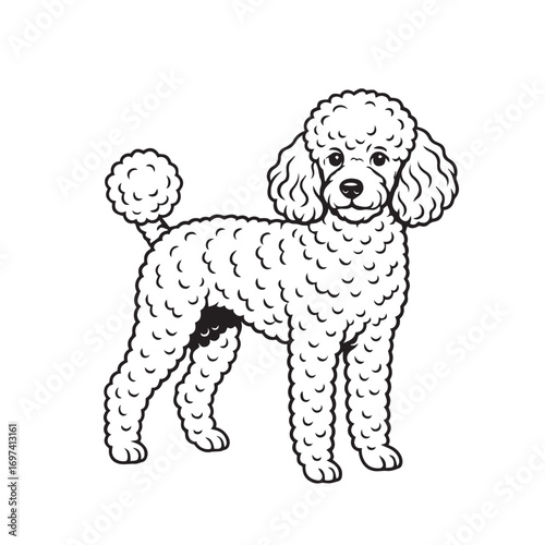 Black and white vector drawing of a Poodle dog, clearly defined with bold black outline, suitable for stylish animal illustrations or creative logos.