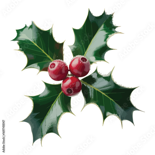 A festive image of holly berries and leaves with green sprigs, perfect for Christmas decorations and winter celebrations