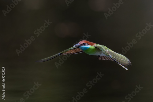 Beautiful of Green Bee eater or little green bee-eater birds are flying beautifully to play happily in the natural pond.