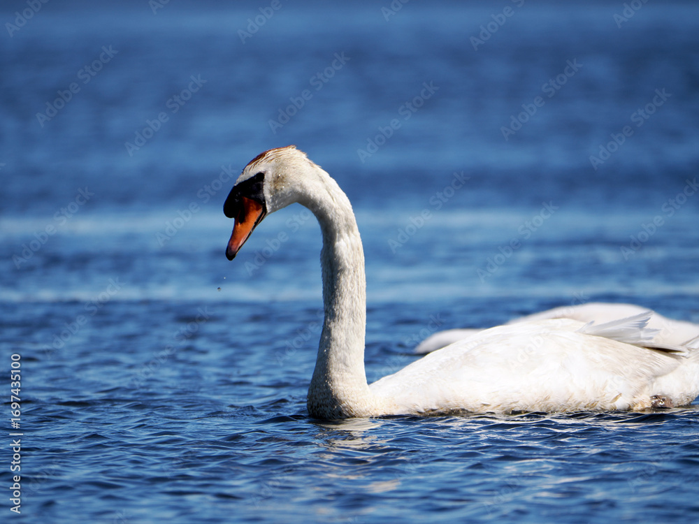 Obraz premium 水面に浮かぶコブハクチョウ