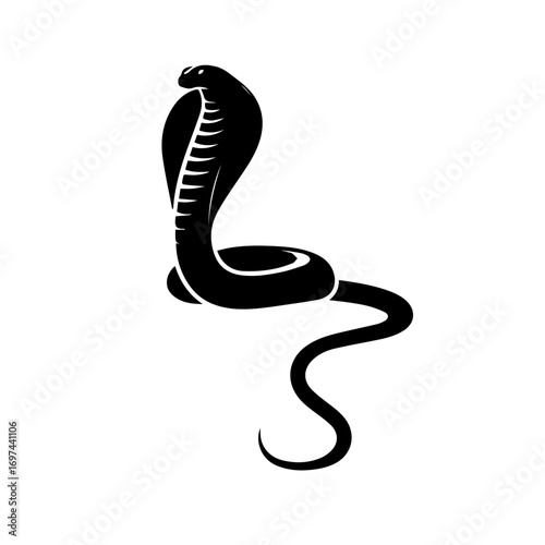 black and white  King Cobra