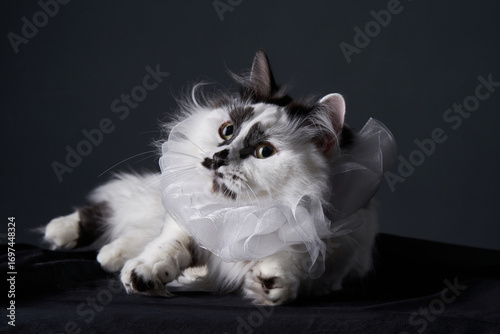 Obraz na plátně A fluffy long-haired cat with black and white fur wears a delicate ruffled collar while lying on a dark fabric surface