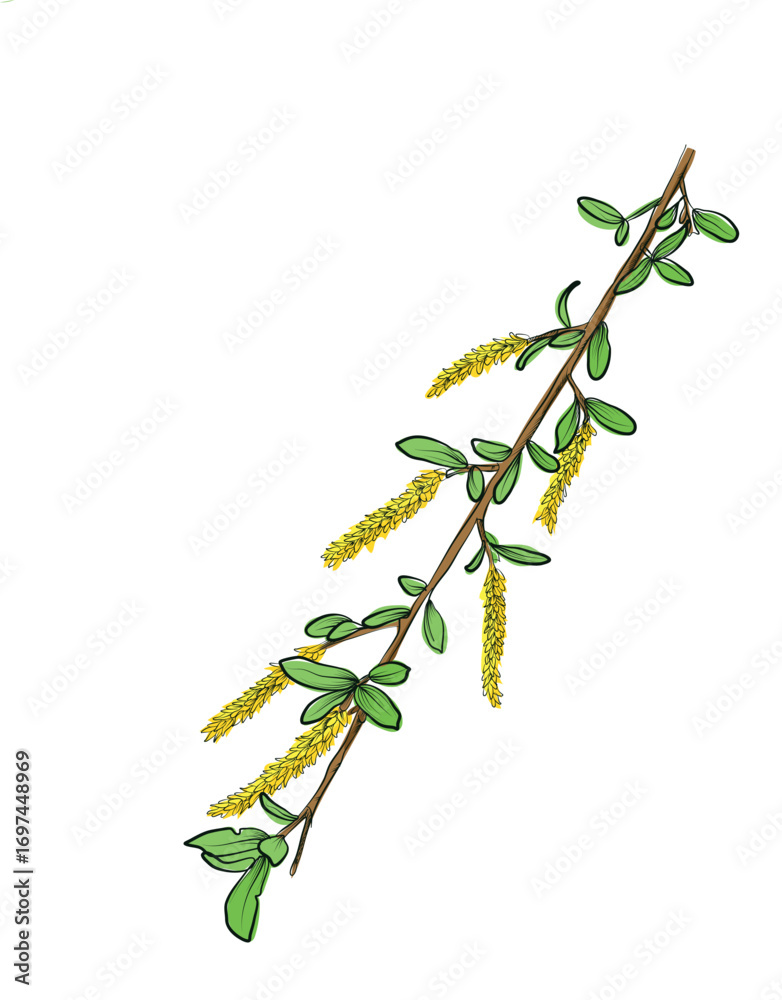 Obraz premium Blooming willow branch with catkins vector illustration