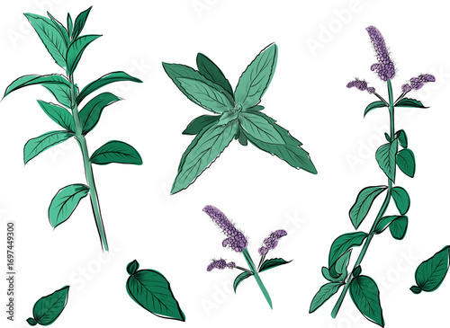 Mint branches from different angles vector set