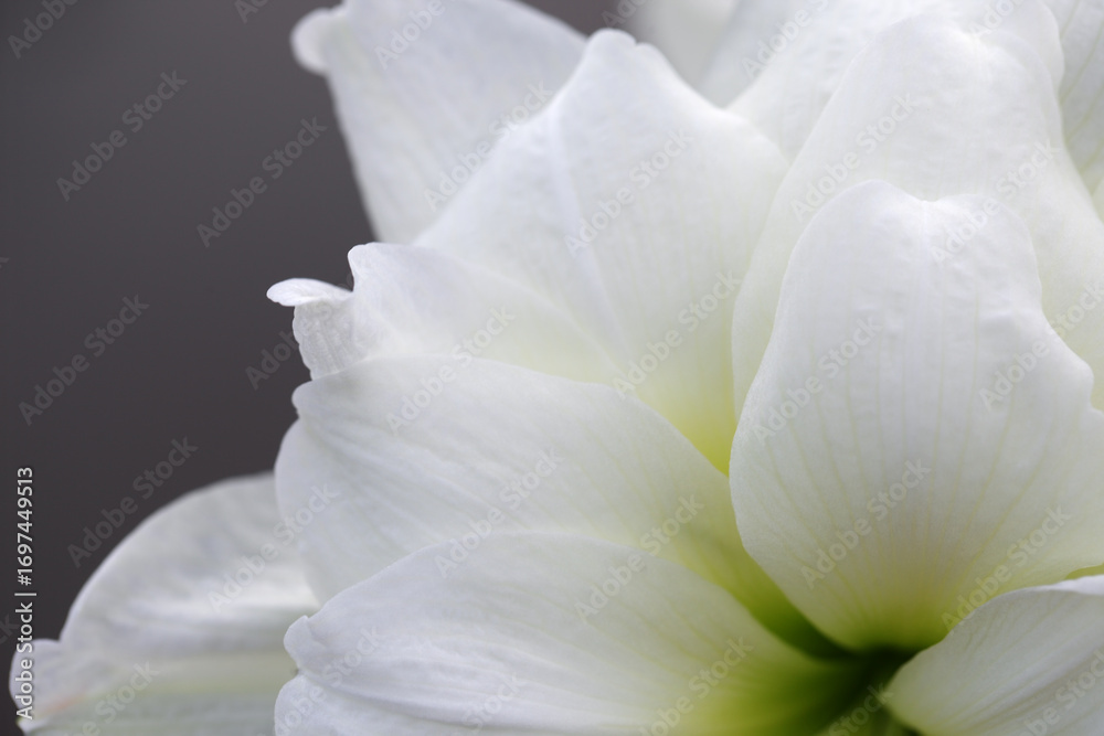 Obraz premium Close-up of Elegant White Flower Blossom with Soft Textures