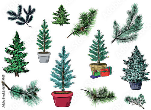 Christmas trees and fir branches vector illustration