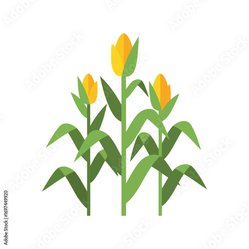 Healthy ripe corn stalks growing tall in a field with green leaves harvest agriculture food vector
