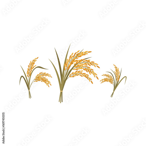 Golden ripe rice stalks harvest agriculture natural growth plant food grain field vector