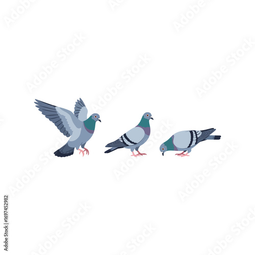 Three pigeons in different poses on a plain background symbolizing city wildlife and nature vector