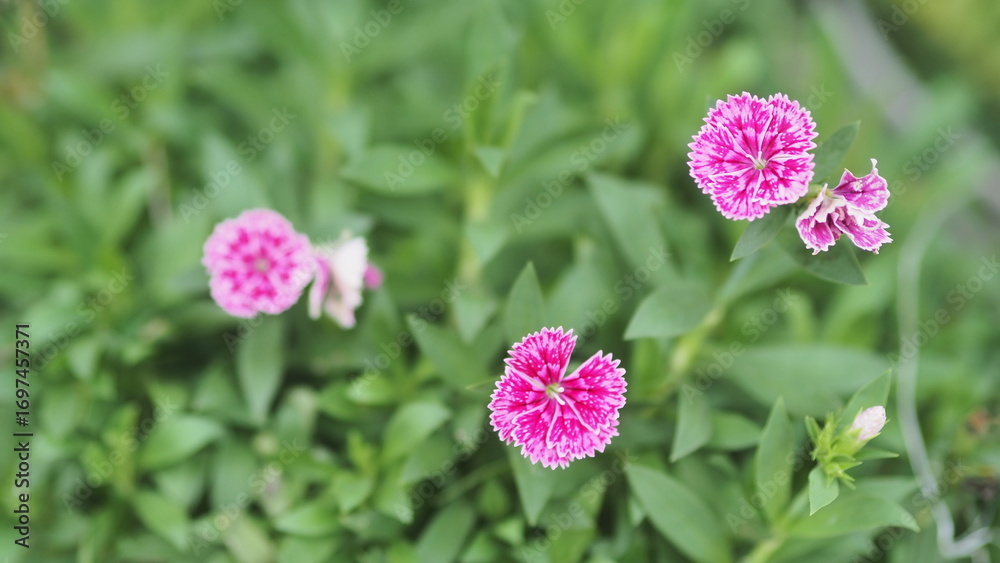 Fototapeta premium A cluster of vibrant pink and white fringed flowers, likely Dianthus, is captured with a soft focus, standing out against a backdrop of lush green foliage.