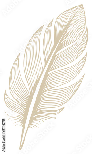 Delicate Elegant Feather Illustration with Detailed Lines