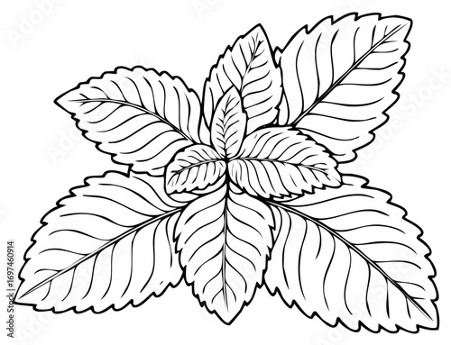 Illustrative Drawing of Mint Leaves with Detailed Veins and Serrated Edges
