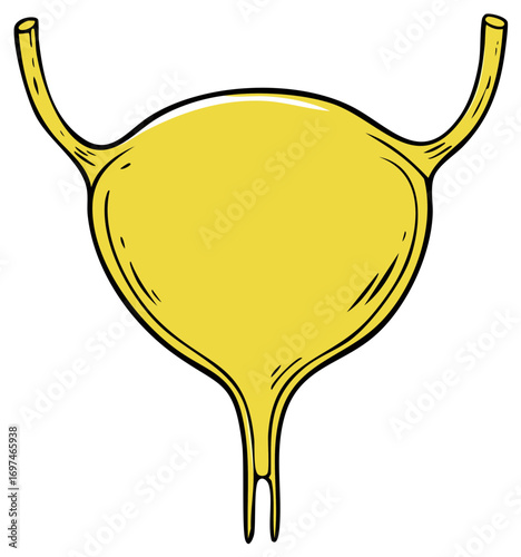 Illustration of a Human Bladder with Ureters, Anatomical Diagram for Medical Education or Biological Studies, Healthcare.