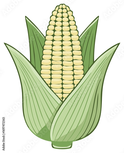 Illustration of a ripe ear of yellow corn with green husks and leaves