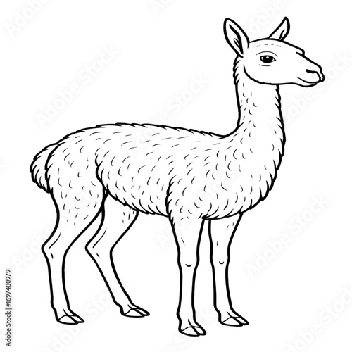 A vicuna illustration vector style coloring page