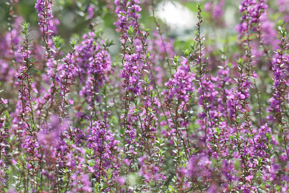 Fototapeta premium 風に揺れるミソハギ