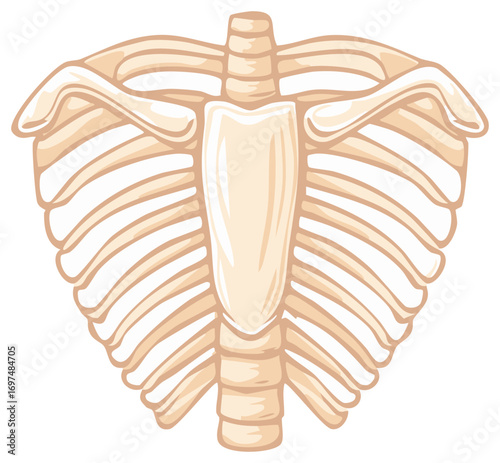 Simplified Rib Cage Illustration Skeletal Structure of Thorax Featuring Ribs Sternum and Clavicles for Medical and Educational Use
