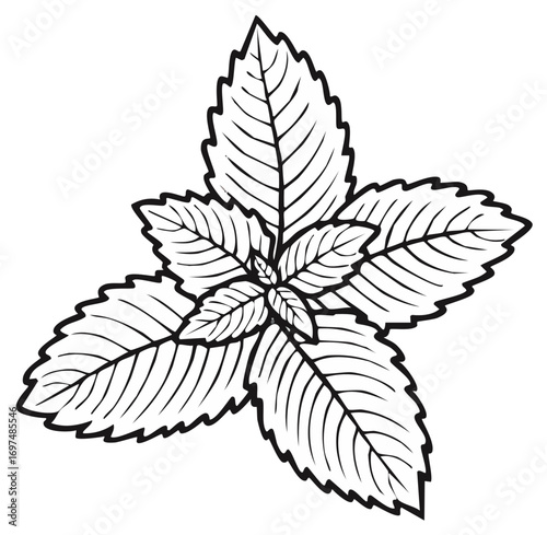 Stylized Line Art of Fresh Mint Leaves