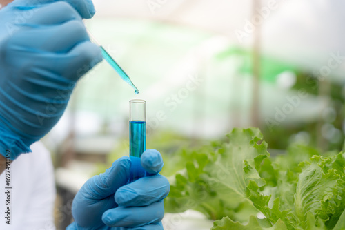 Behang Organic farming, salad farm