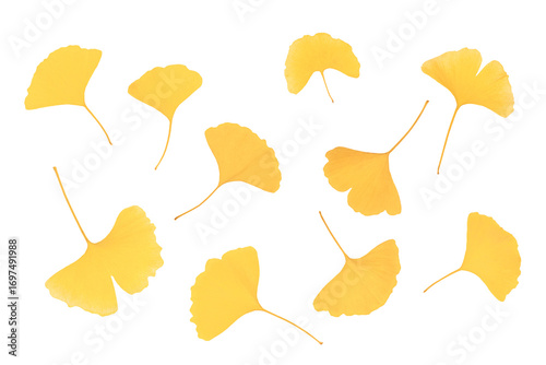 Yellow-leafed gingko leaves Autumn image