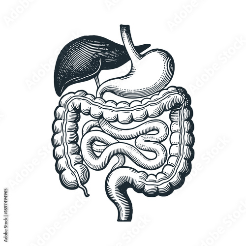 Anatomy of the human stomach contents – Black and White Icon Vector and Illustration