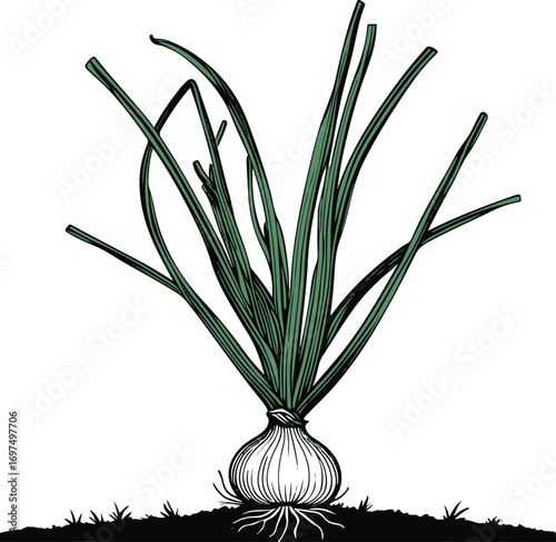 Onion plant with bulb under soil and tall hollow leaves, black line art on white