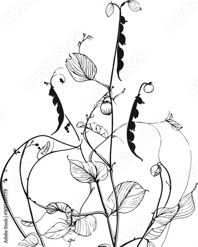 Pea plant with climbing stems, pods and leaves, bold black line art, white background 1.