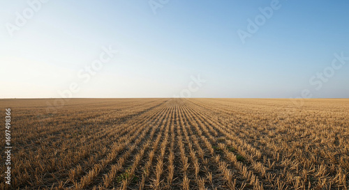 Vast Harvested Field under Clear Blue Sky