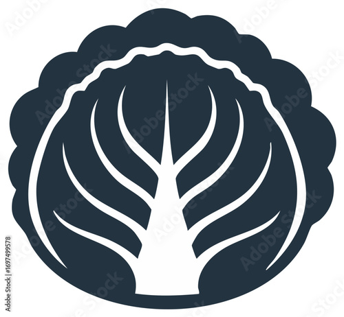 Vector illustration of a cabbage, healthy and nutritious vegetable
