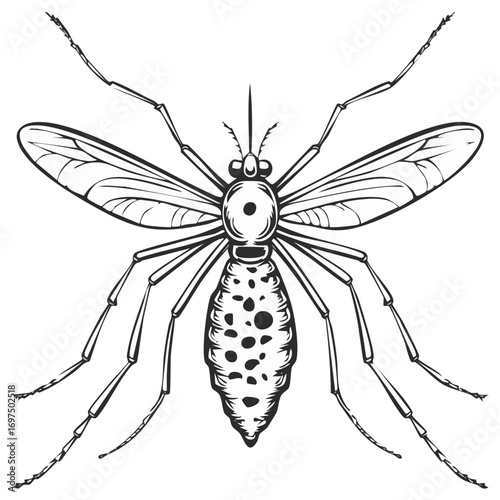 Detailed black and white illustration of a mosquito with outstretched legs and wings