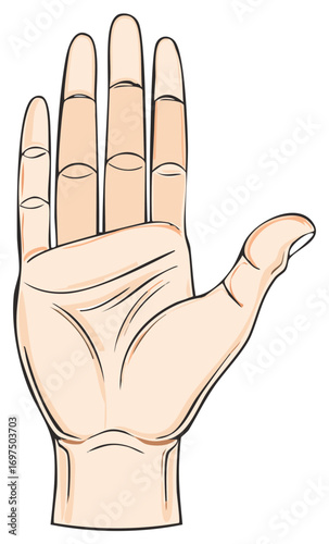 Open human hand with fingers spread and thumb out displaying palm and skin texture