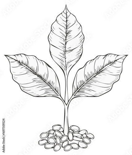 Hand-drawn sketch of a young coffee plant with large leaves growing from a pile of beans