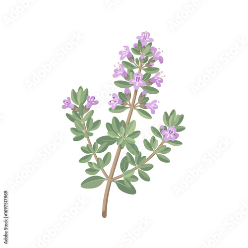 Detailed Illustration of a Thyme Plant with Delicate Purple Flowers.