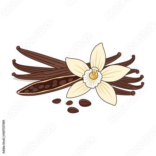 Detailed Illustration of Vanilla Beans, Flower, and Seeds, Isolated on White.