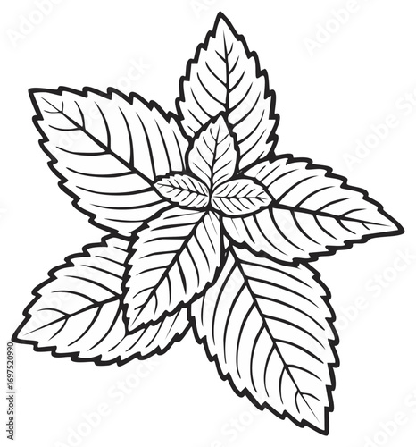 Stylized outline illustration of fragrant fresh mint leaves