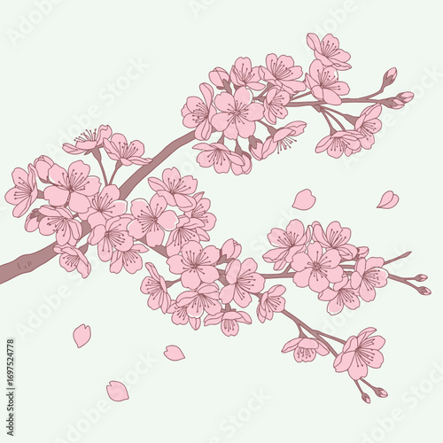 Gentle pink cherry blossom branch illustration for spring designs and feminine branding projects