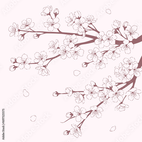 Elegant cherry blossom branches, a delicate floral design for spring celebrations and romantic moments