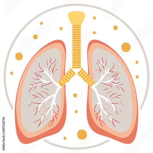 Stylized Illustration of Lungs and Trachea Depicting the Human Respiratory System Anatomy within Circular Frame