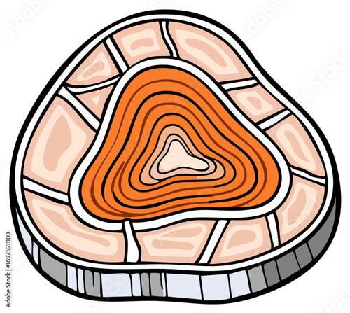 Stylized cross section of an organic object with vibrant concentric layers and segmented outer shell
