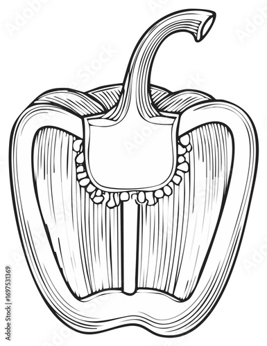 Detailed illustration of a halved bell pepper showing its internal structure and seeds, etched style