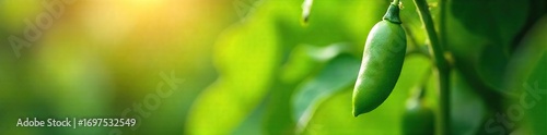 Close-up shot of fresh green peas growing on a vine outdoors in a lush garden, sunlight illuminating the pods Vibrant, healthy plants bursting with life , summer, harvest