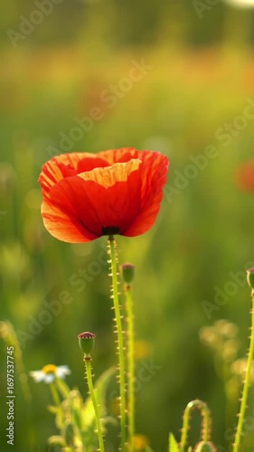 footage vertical video, Close-up of a flower blooming