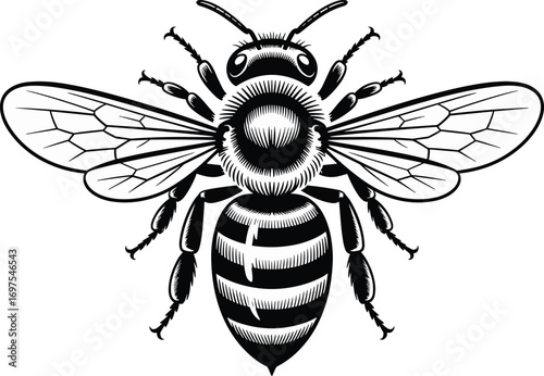 Detailed honey bee illustration, black and white insect drawing, realistic bee with wings, entomology vector, pollination design, vintage insect art
