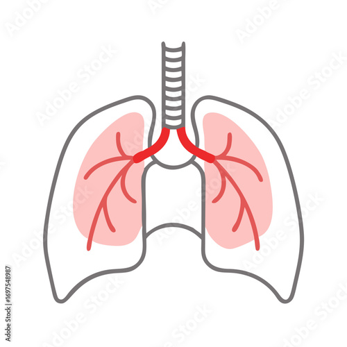 Human lungs and trachea illustration on black background