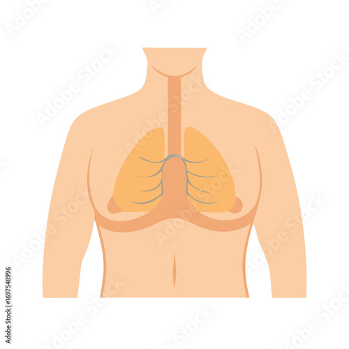 Flat vector illustration of human lungs in chest cavity